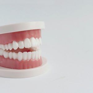 plastic model teeth